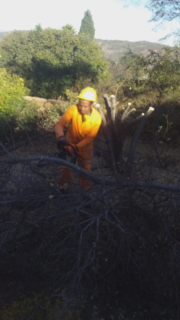 Tree felling in Johannesburg