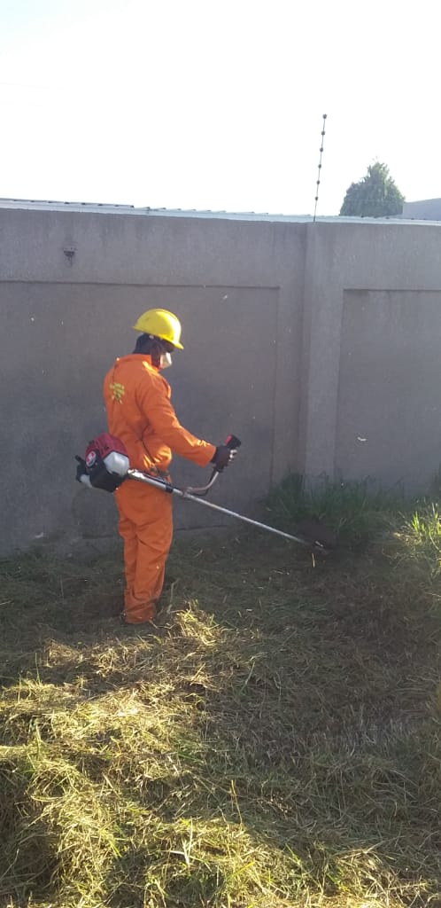 Tree felling in Johannesburg
