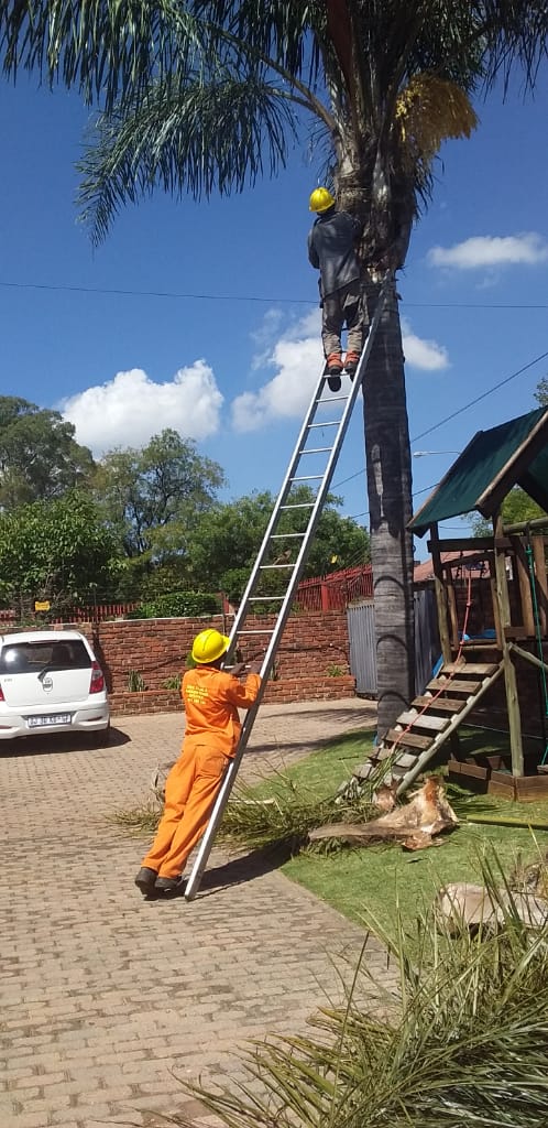 Tree felling in Johannesburg