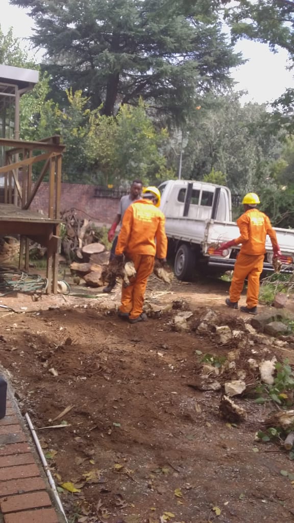Tree felling in Johannesburg