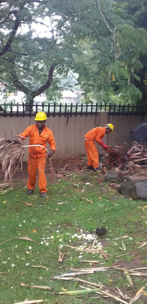 Tree felling in Johannesburg