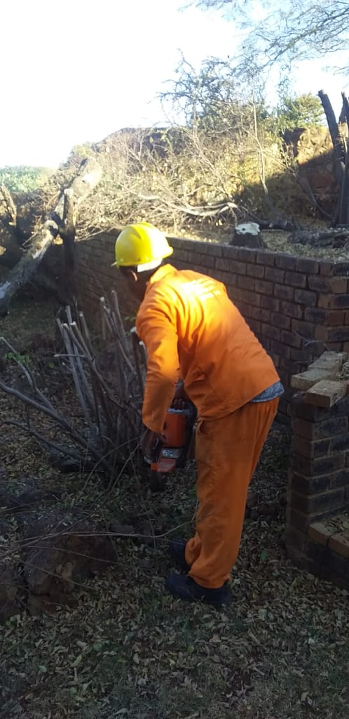 Tree felling in Johannesburg