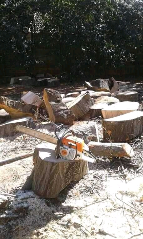 Tree felling in Johannesburg