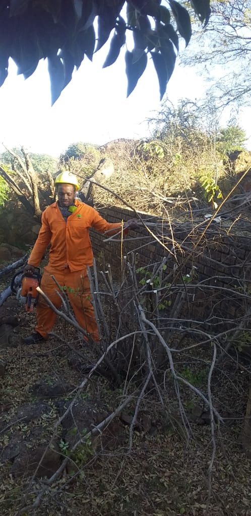 Tree felling in Johannesburg