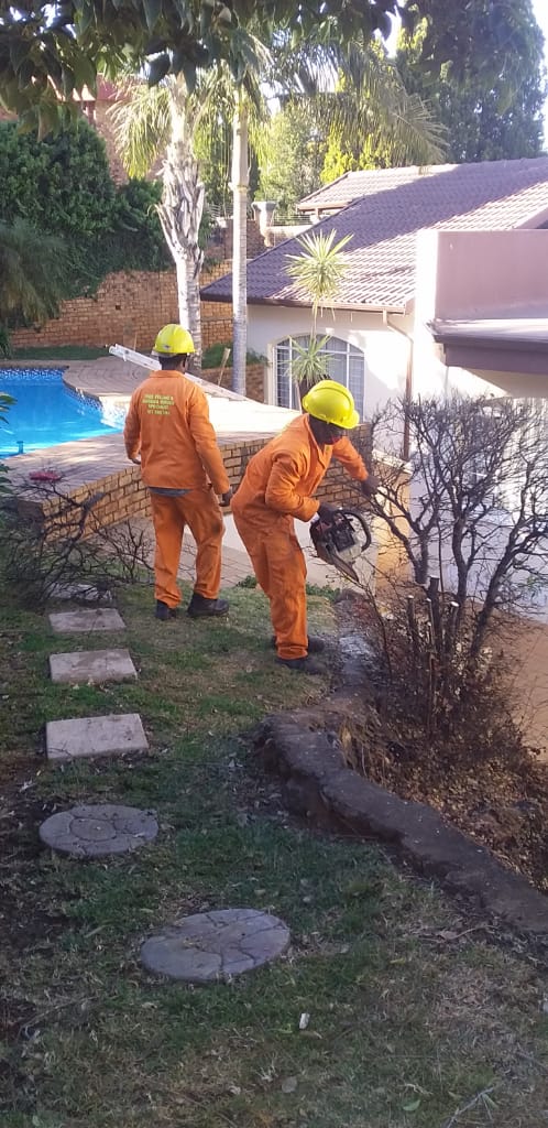 Tree felling in Johannesburg