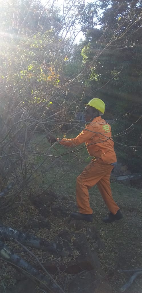 Tree felling in Johannesburg
