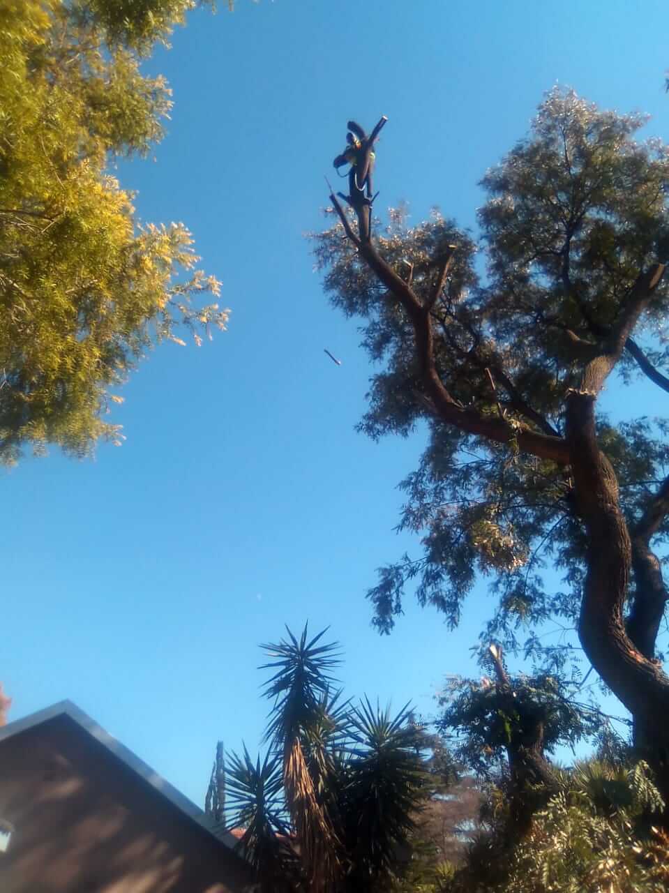 Professional tree felling johannesburg