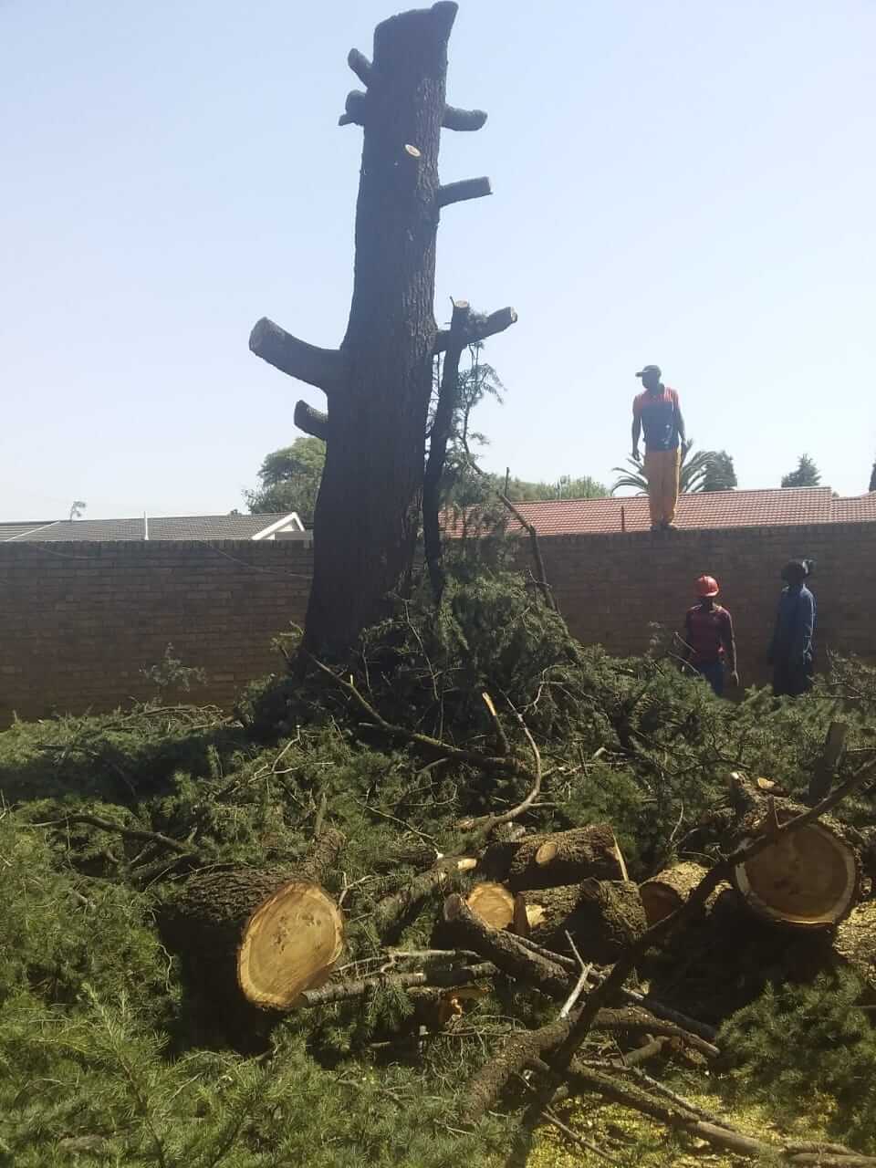 Tree felling