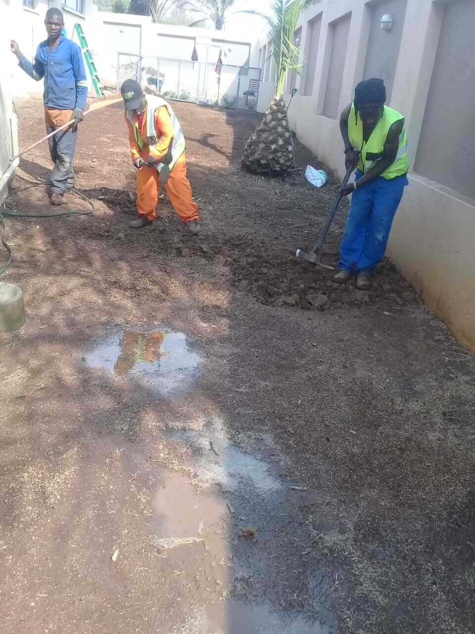 Instant lawn