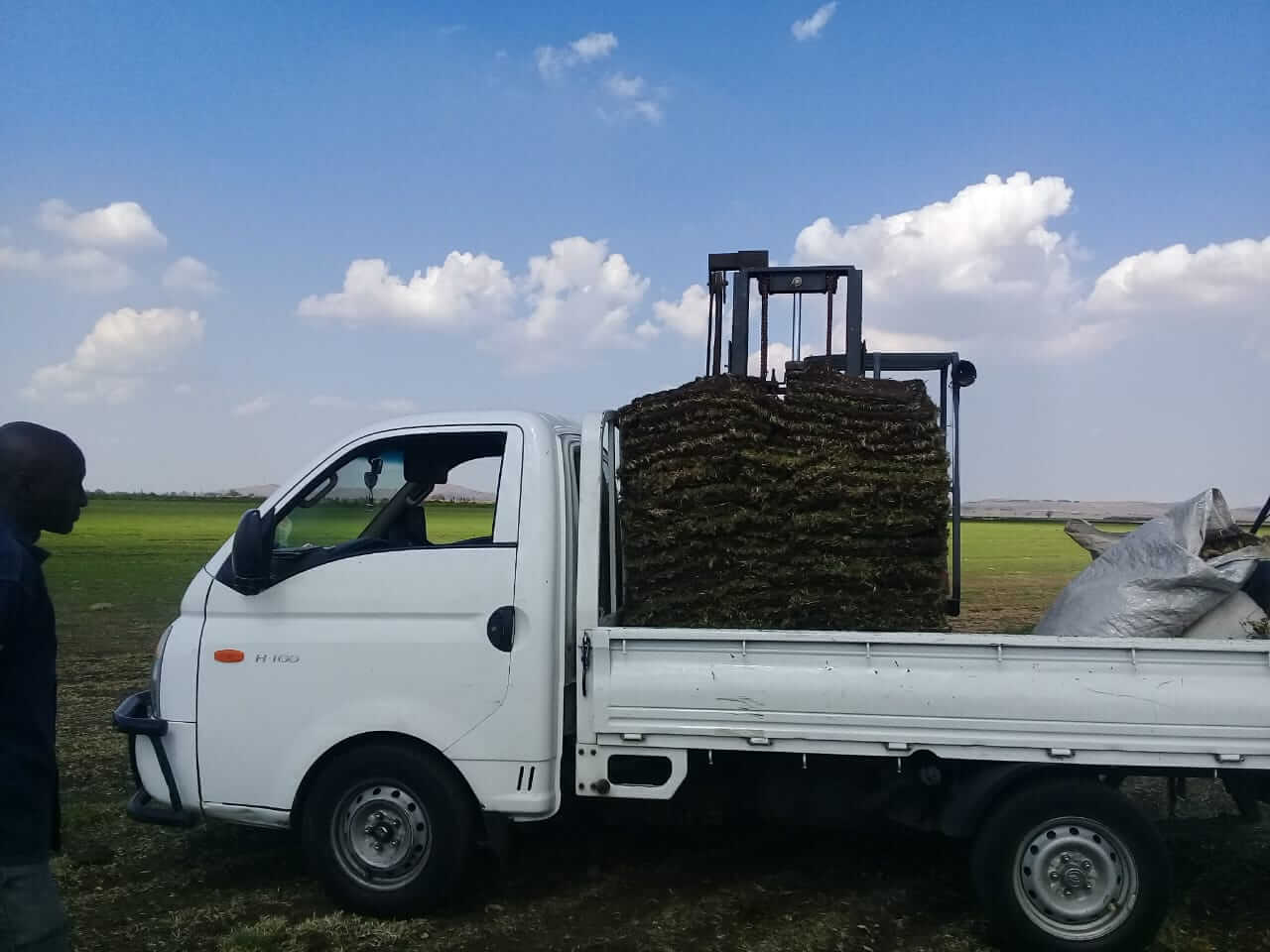 PN Tree felling instant lawn