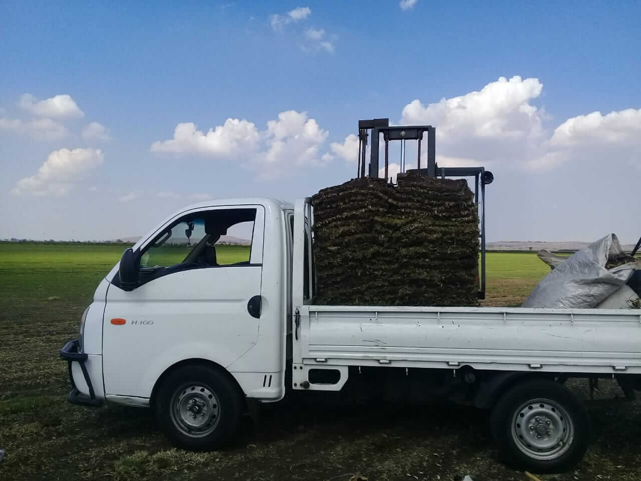 PN Tree felling instant lawn johannesburg